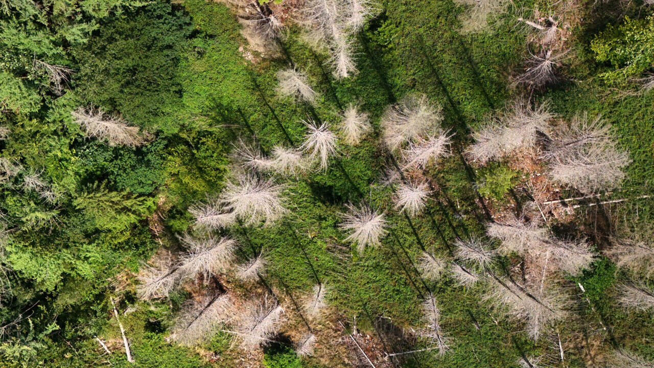 Une sécheresse record en Europe : les forêts brûlent, les sols craquent et les dirigeants ignorent l’urgence